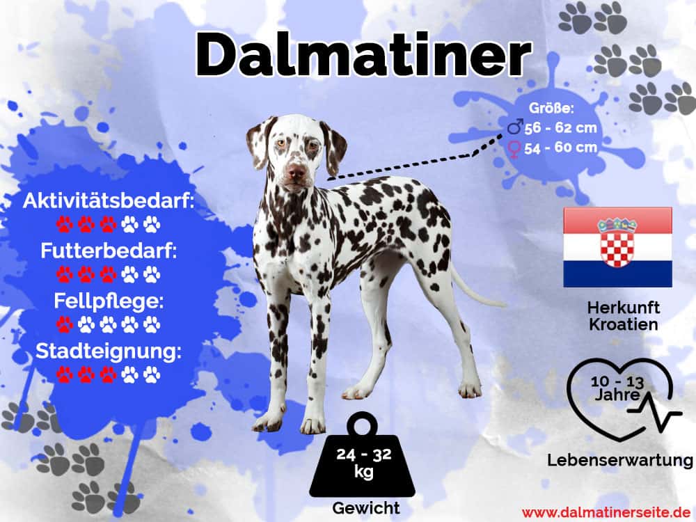Dalmatiner Infografik