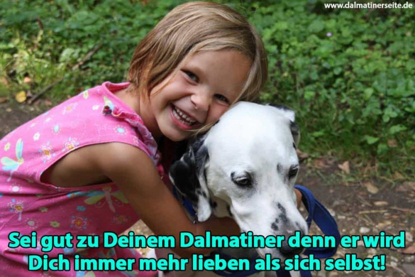Dalmatiner Zitate und Sprüche Dalmatinerseite.de