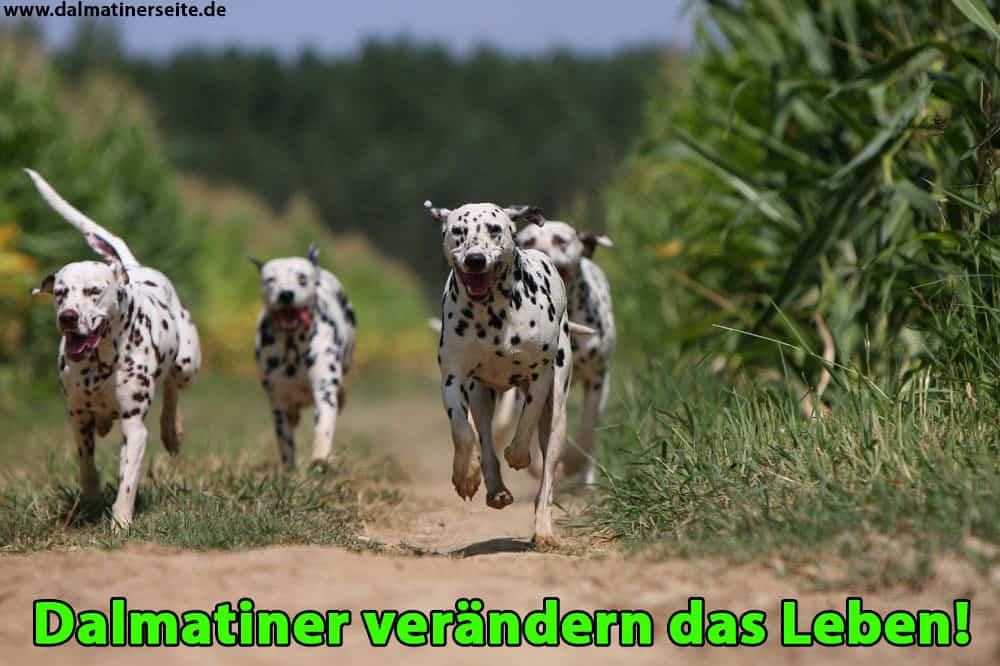 Vier Dalmatiner laufen