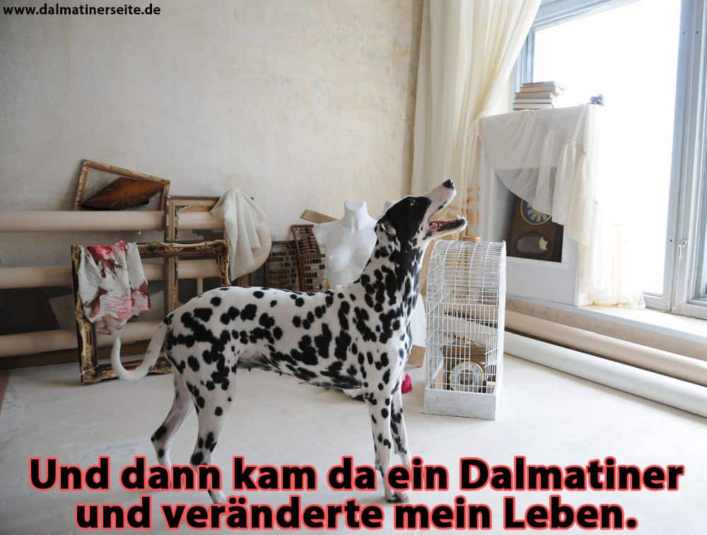 Ein Dalmatiner bellte im Zimmer