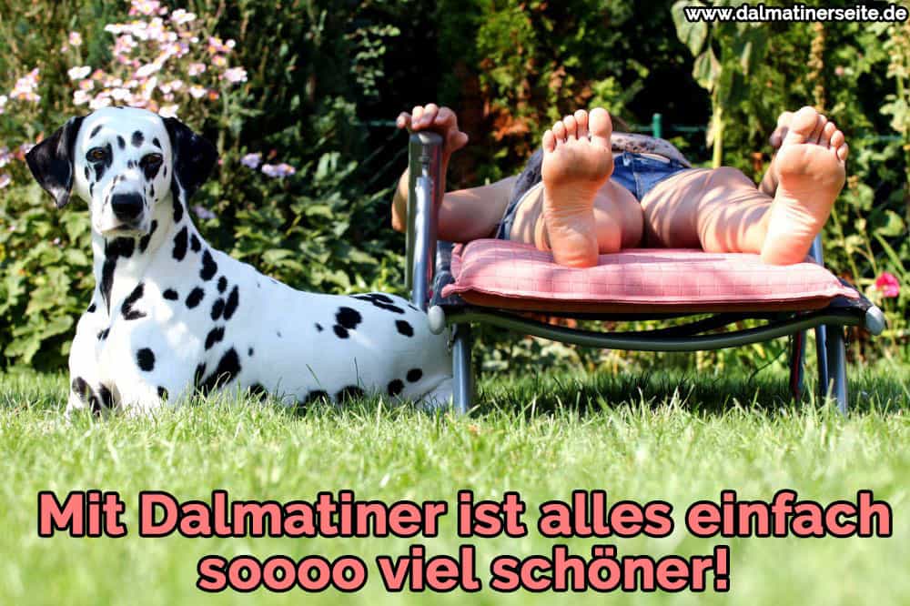 Ein Dalmatiner Sonnenbaden mit seinem Besitzer