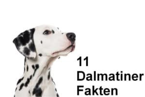 Fakten über den Dalmatiner