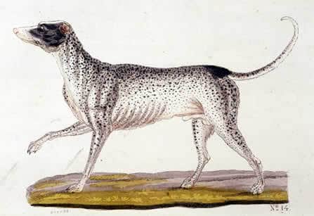 T.Goetz: ein Bild von einem Dalmatiner von 1853