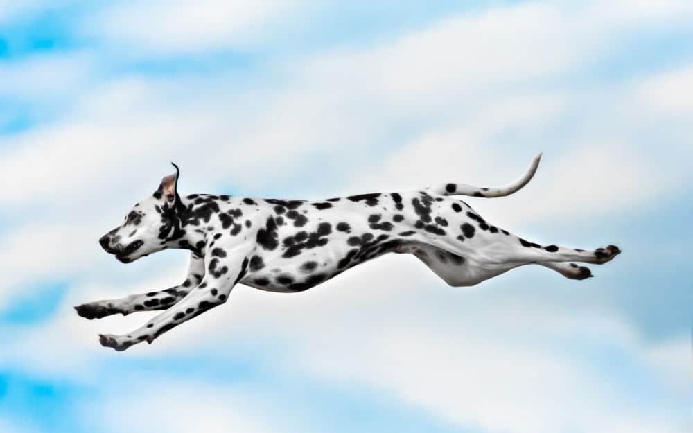 Dalmatiner springt in der Luft
