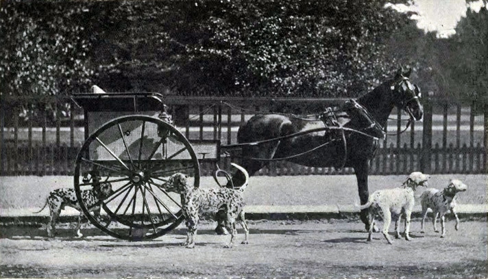 Dalmatiner als Kutschenbegleithunde um 1902