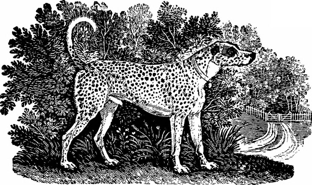 Dalmatiner in einem Hundebuch von 1909