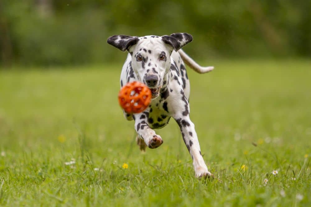 Dalmatiner beim Fangen eines Balls