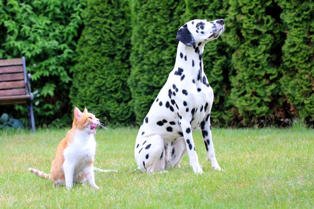 Dalmatiner und Katze wartenauf Futter im Garten