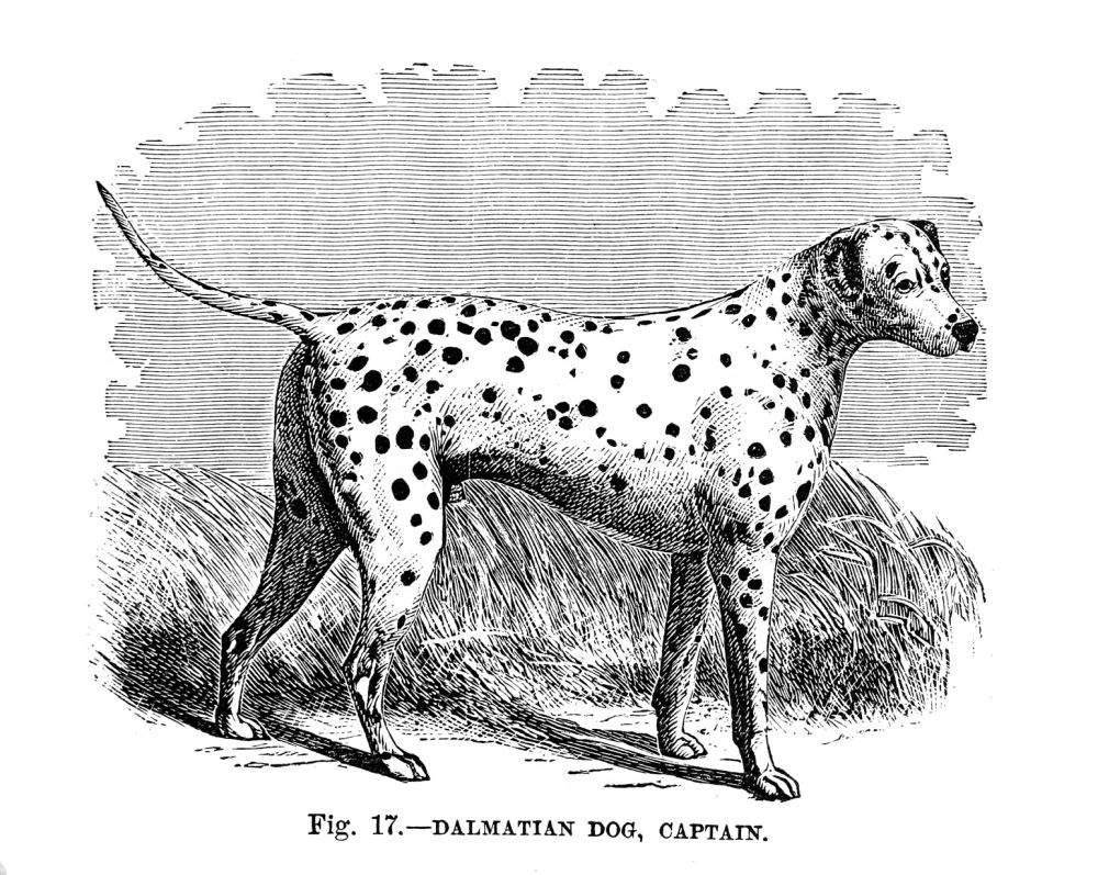 Zeichnung Dalmatiner