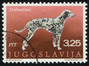 Dalmatiner Briefmarke