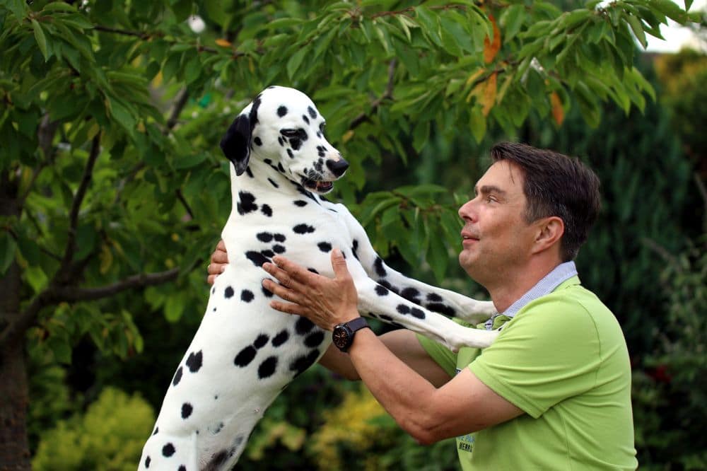 Dalmatiner und Mann liegen sich in den Armen, Garten