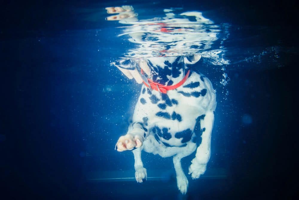 Schwimmen Dalmatiner