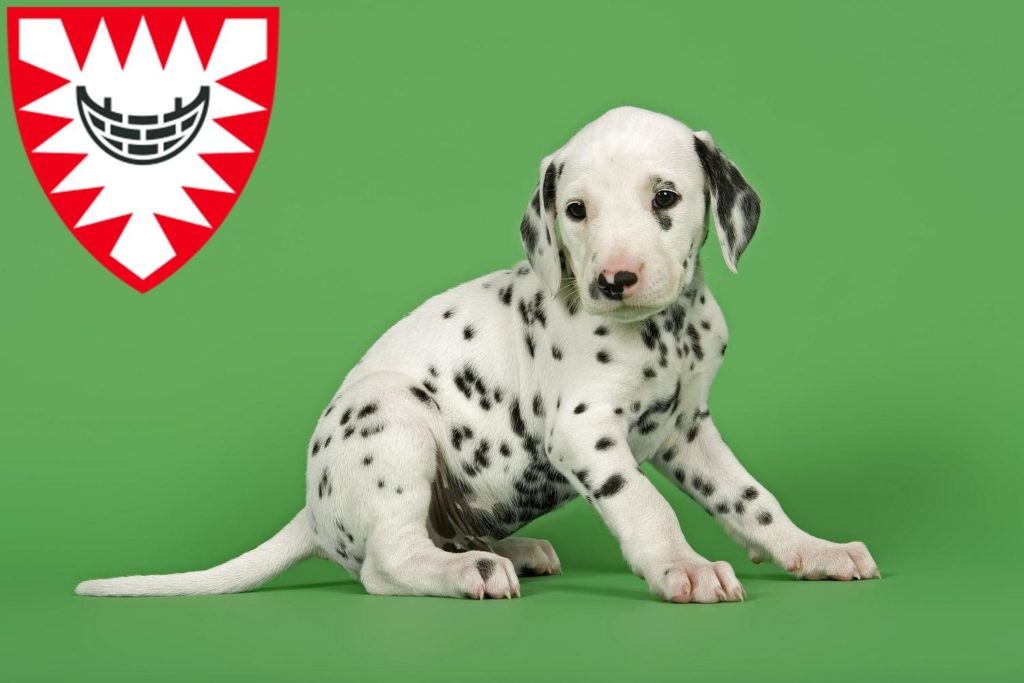 Dalmatiner Züchter mit Welpen Kiel, Schleswig-Holstein
