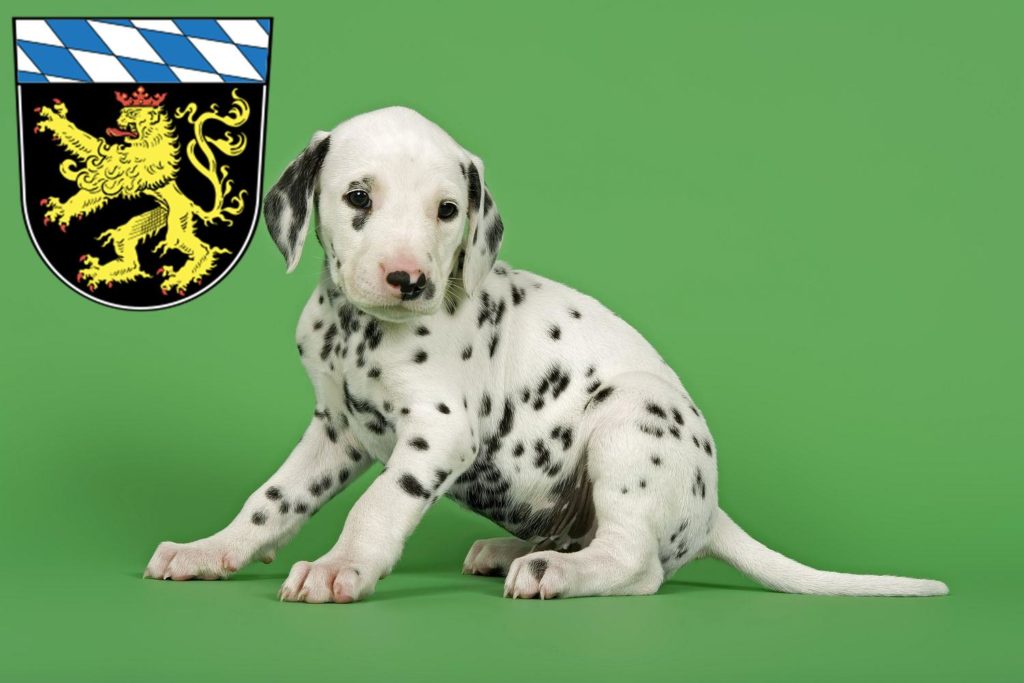 Dalmatiner Züchter mit Welpen Oberbayern, Bayern