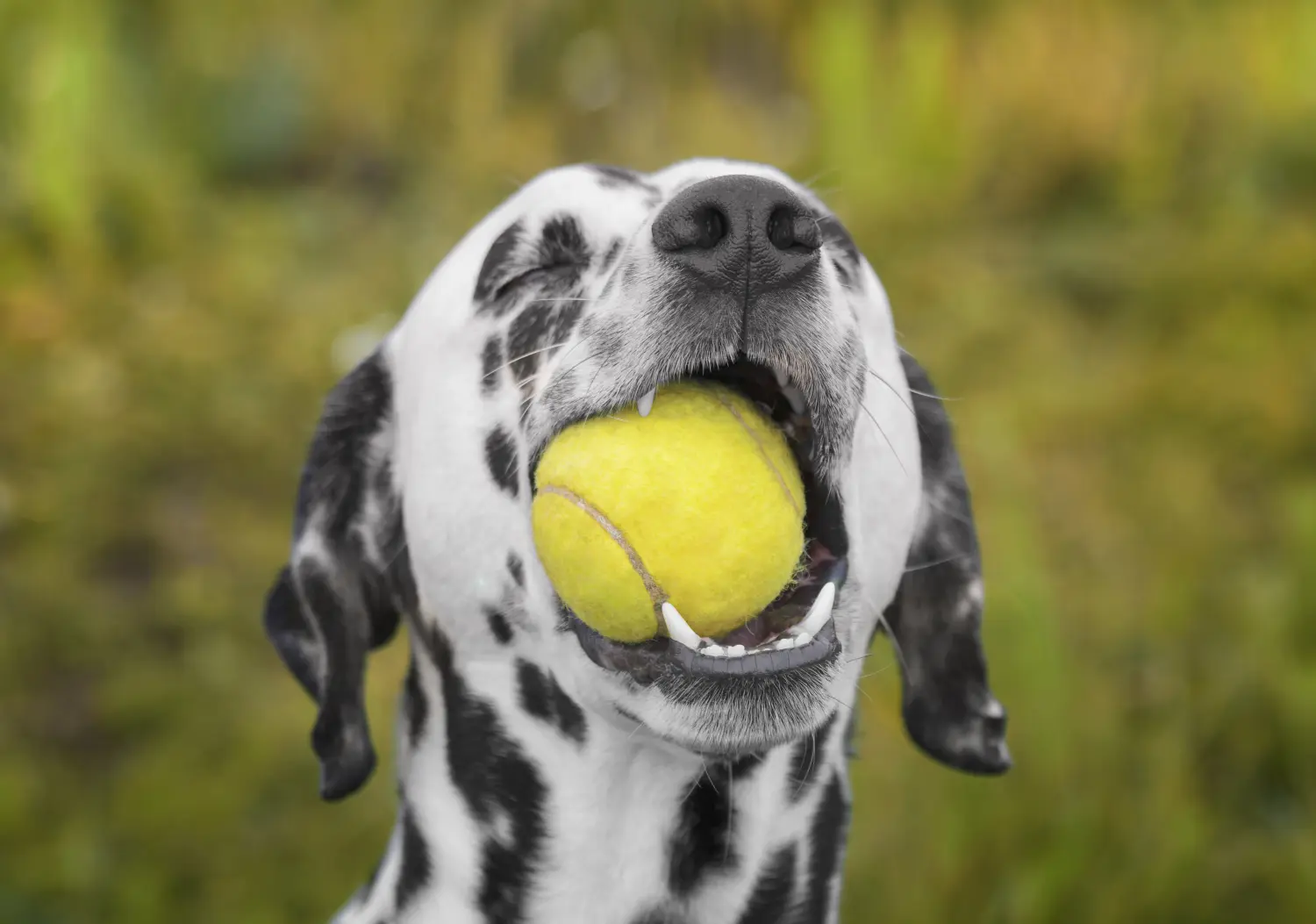 Wie beschäftige ich meinen Dalmatiner sinnvoll? Hier hat ein Dalmatiner mächtig Spaß mit einem Tennisball.