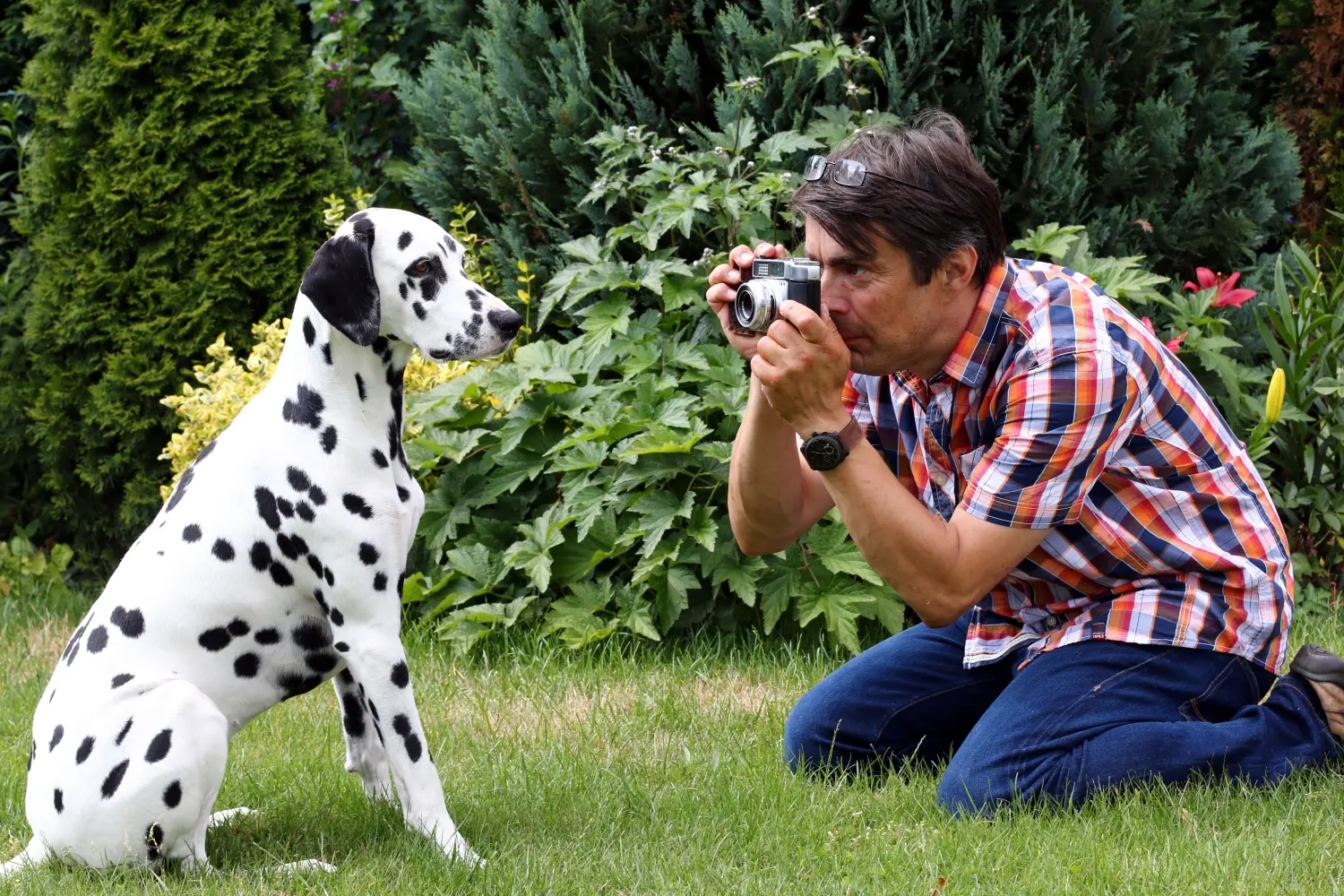 Mann fotografiert mit einer alten Analogkamera einen Dalmatiner im Garten.