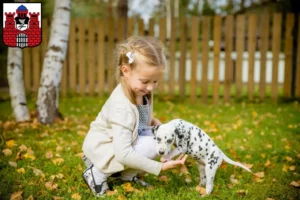 Mehr über den Artikel erfahren Dalmatiner Züchter und Welpen in Bad Kissingen