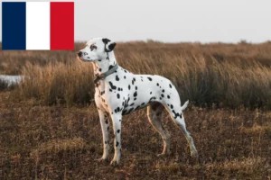 Mehr über den Artikel erfahren Dalmatiner Züchter und Welpen in Frankreich