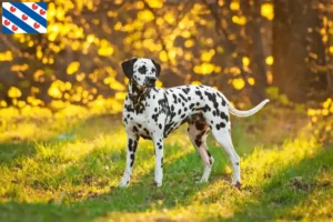 Mehr über den Artikel erfahren Dalmatiner Züchter und Welpen in Friesland